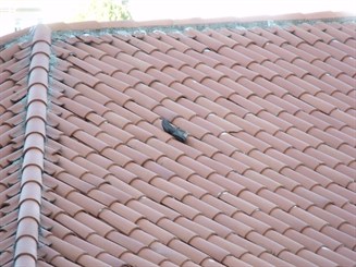 Pel sapato.jpg